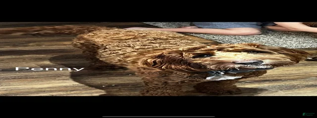Penny