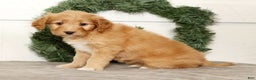 Mini Goldendoodle dogs for sale: Emmy - Ad 6