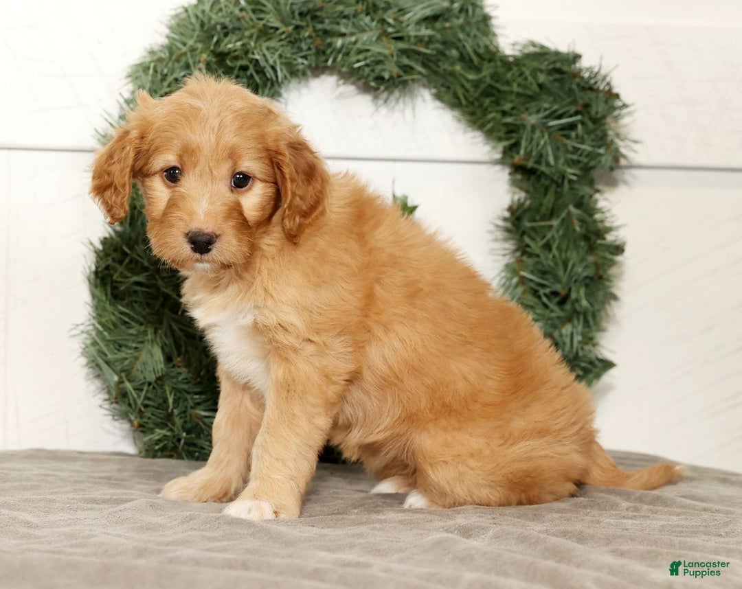 Mini Goldendoodle dogs for sale: Emmy - Ad 6