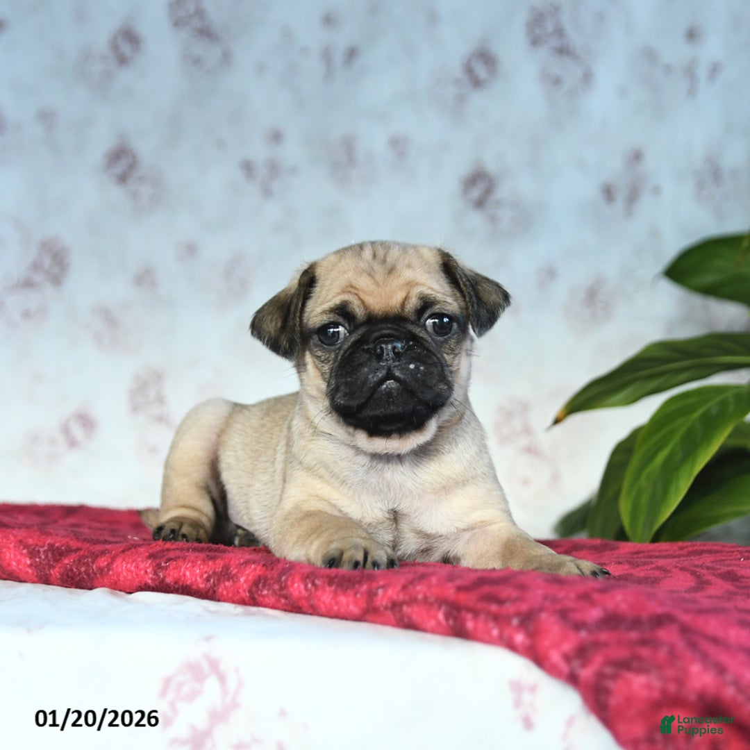 Pug dogs for sale: Toby - Ad 3