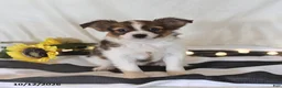 Papillon dogs for sale: Queen   - Ad 1