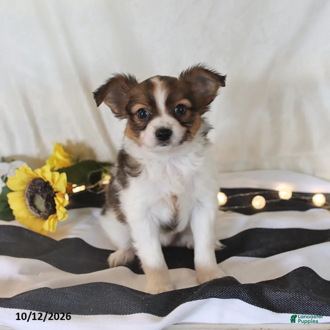 Papillon dogs for sale: Queen   - Ad 1