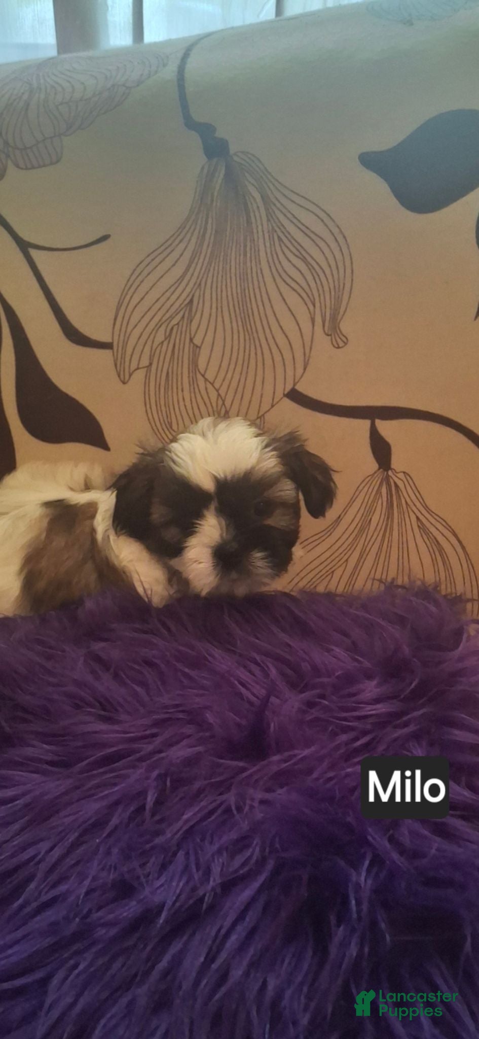Shih Tzu dogs Shih Tzu 5 - Ad 39