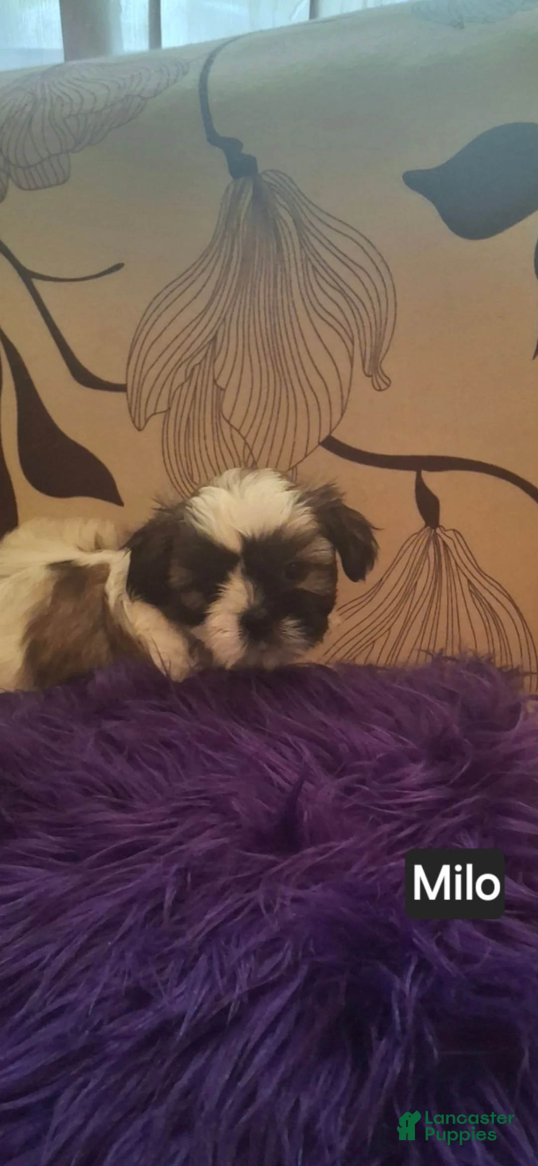 Shih Tzu dogs for sale: Shih Tzu 5 - Ad 1