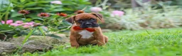Boxer dogs for sale: Rascal - Ad 5