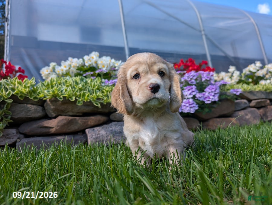 Cocker Spaniel dogs Amanda - Ad 1