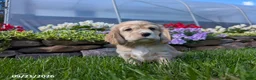 Cocker Spaniel dogs for sale: Amanda - Ad 1
