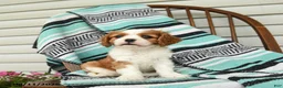 Cavalier King Charles Spaniel dogs for sale: Jasmine - Ad 3