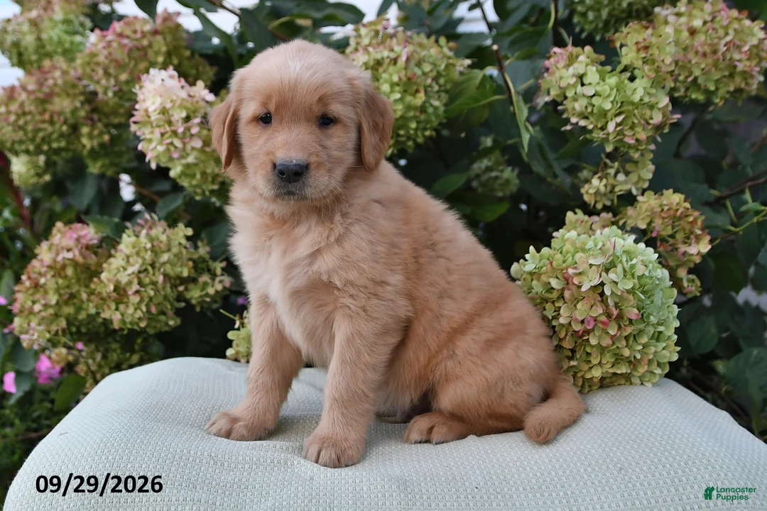 Golden Retriever dogs for sale: Kyle - Ad 2