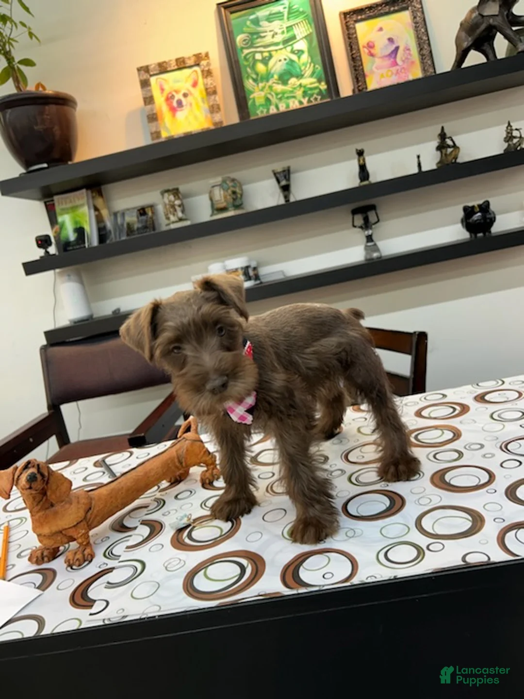 Miniature Schnauzer dogs for sale: Dutches - Ad 11