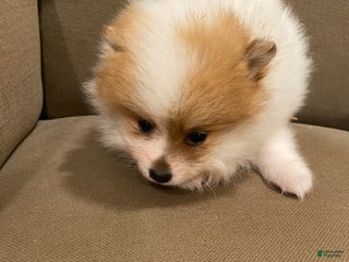 Pomeranian dogs - Ad 6