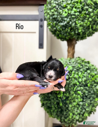 Bernedoodle dogs Rio - Ad 11