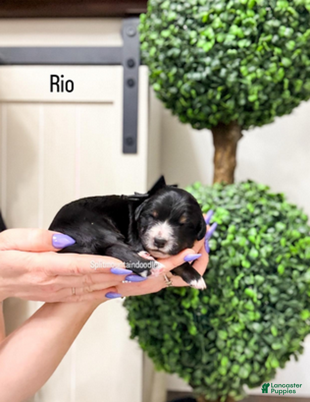 Bernedoodle dogs for sale: Rio - Ad 1