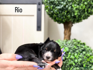 Bernedoodle dogs Rio - Ad 5