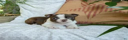 Boston Terrier dogs for sale: Happy - Ad 1