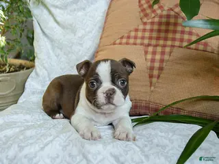 Boston Terrier dogs Happy - Ad 40