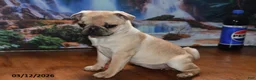 Pug dogs for sale: Beaula - Ad 9