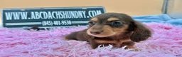 Miniature Dachshund dogs for sale: Miniature Dachshund Puppy 3 - Ad 6