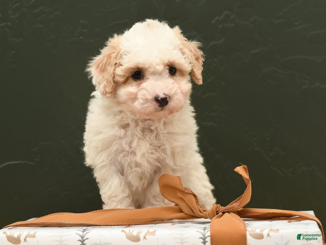 Bichpoo dogs for sale: Bailey - Ad 3