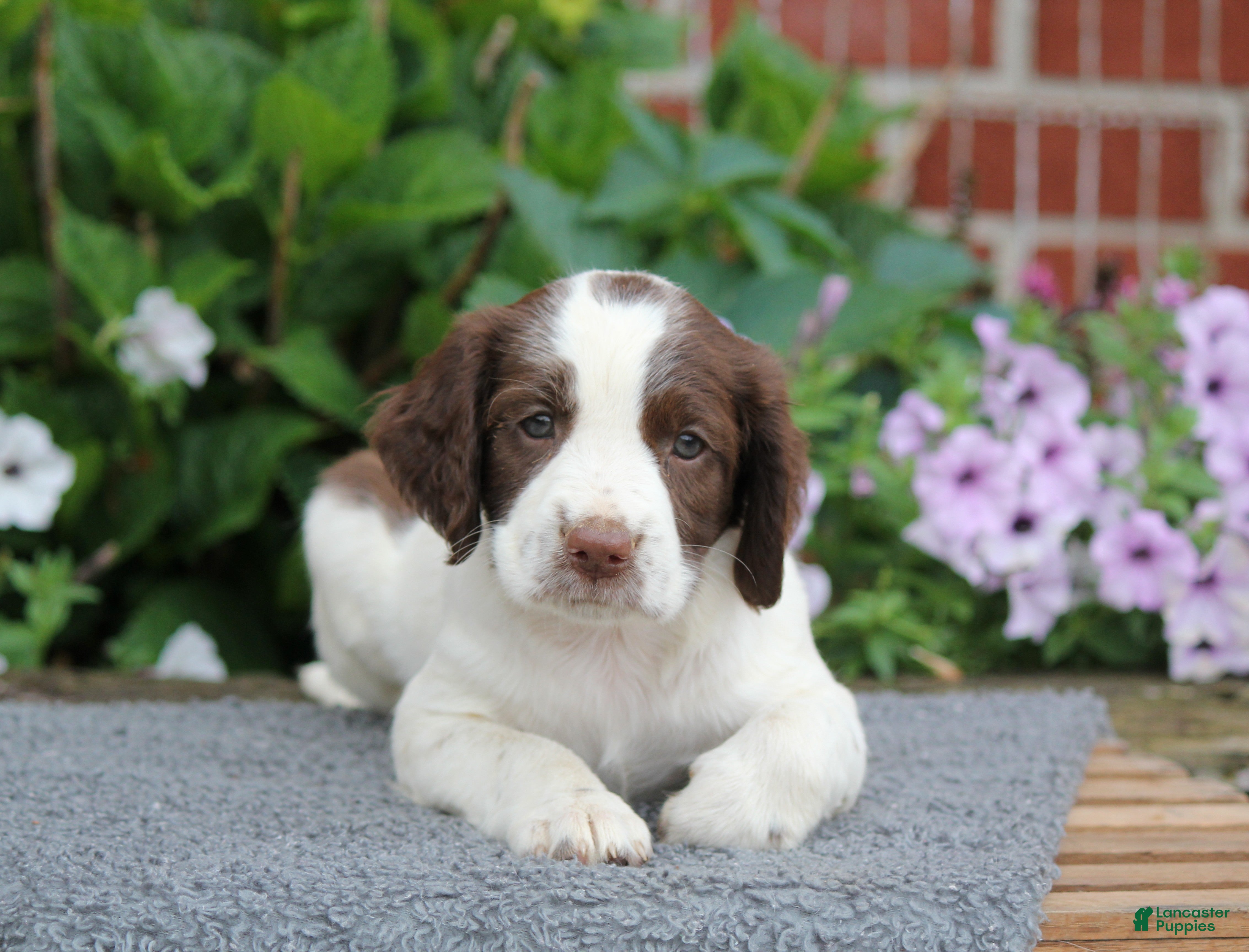 English Springer Spaniel dogs Star - Ad 1