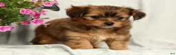 Yorkiepoo dogs for sale: Lindor - Ad 3