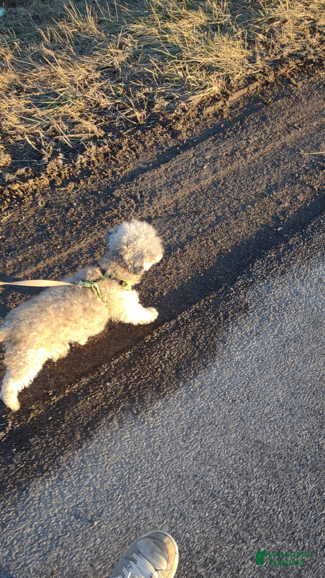 Gallery Image {{count}}