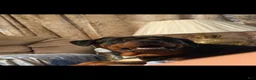 Rottweiler dogs for sale: Gobble - Ad 4
