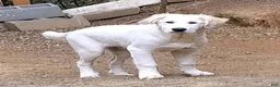 Mixed Breed dogs for sale: Buddy Boy (Great Pyrenees German Shepherd Puppies) - Ad 8