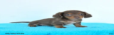 Clementine