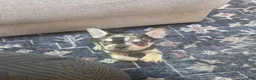 French Bulldog dogs for sale: CHOCO - Ad 11