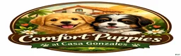 Chorkie dogs for sale: Chorkie 1 - Ad 4