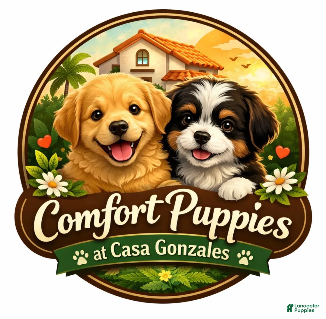 Chorkie dogs for sale: Chorkie 1 - Ad 4