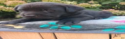 Labrador Retriever dogs for sale: North  - Ad 4