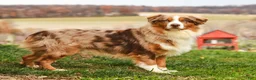 Australian Shepherd dogs for sale: Macy - Ad 9