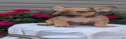 French Bulldog dogs for sale: Xander - Ad 4
