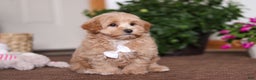 Maltipoo dogs for sale: Kenny - Ad 2