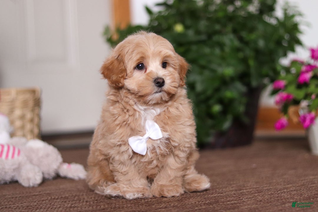 Maltipoo dogs for sale: Kenny - Ad 2