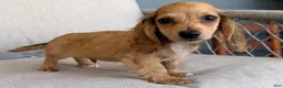 Miniature Dachshund dogs for sale: Burlap - Ad 3