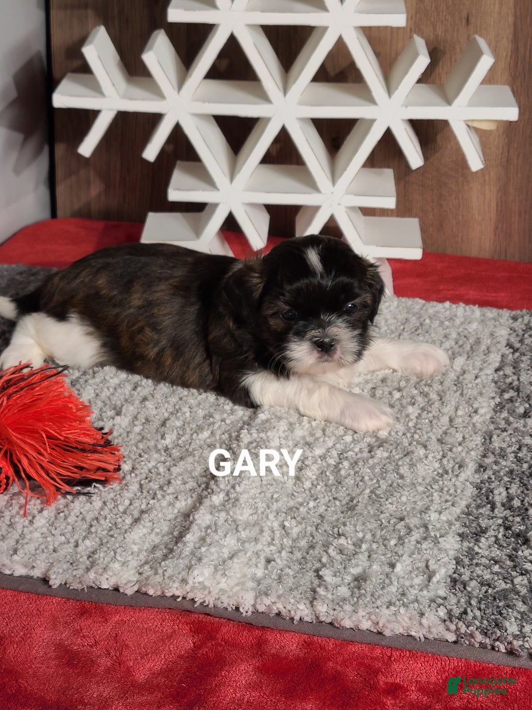 Shih Tzu dogs for sale: GARY - Ad 5