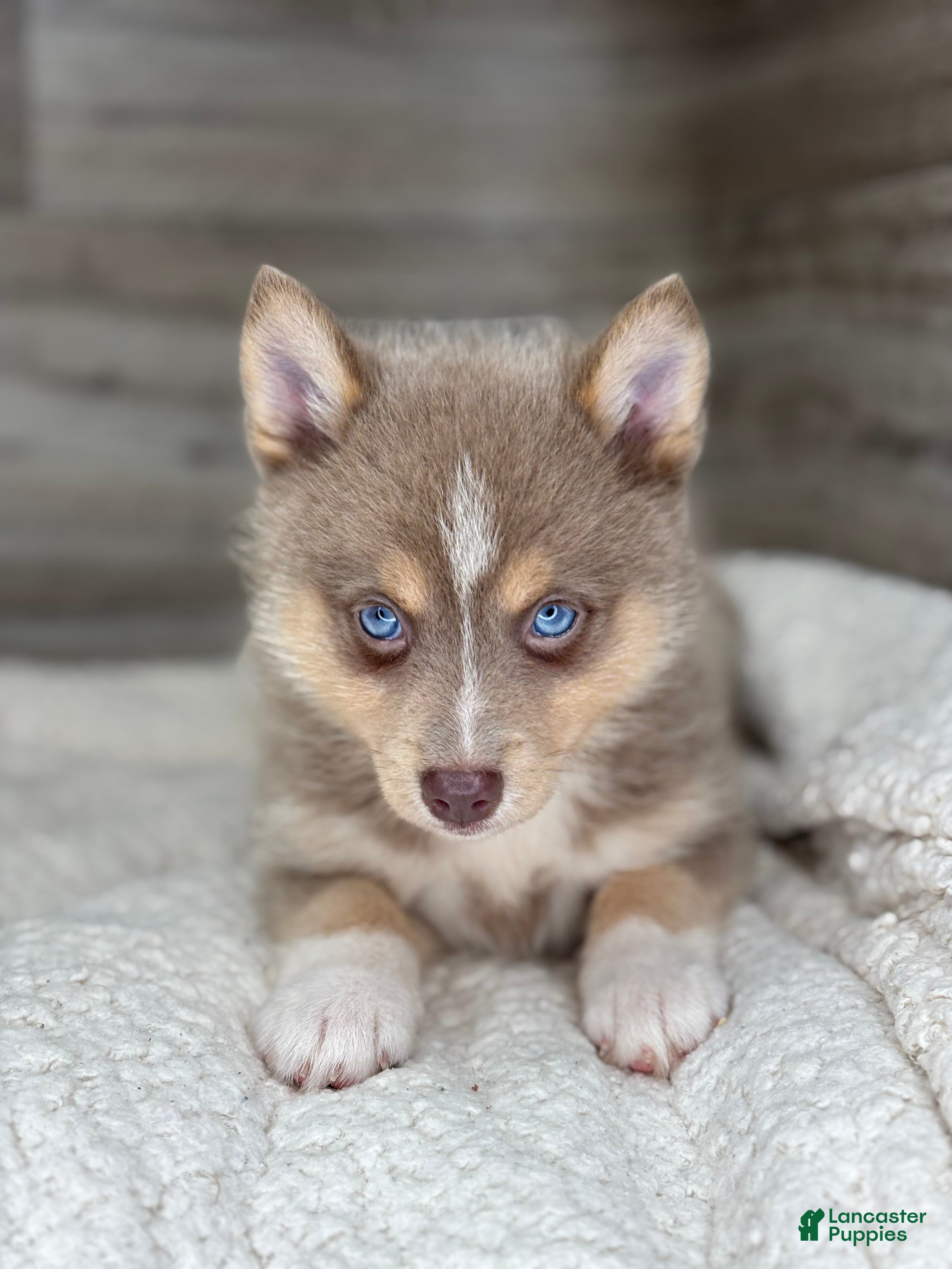 Pomsky dogs Pamela - Ad 1