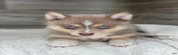 Pomsky dogs for sale: Pamela - Ad 1