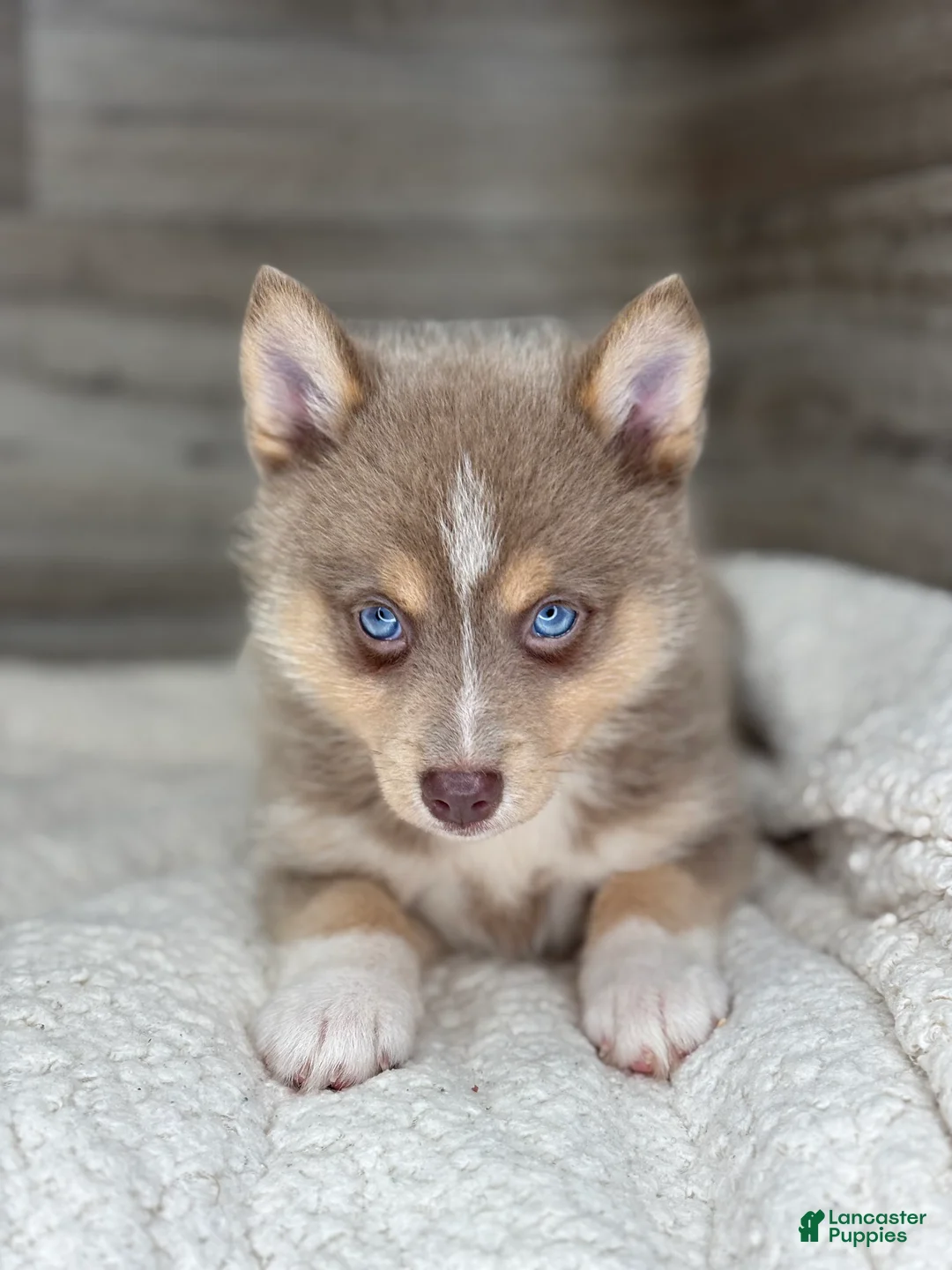 Pomsky dogs for sale: Pamela - Ad 1