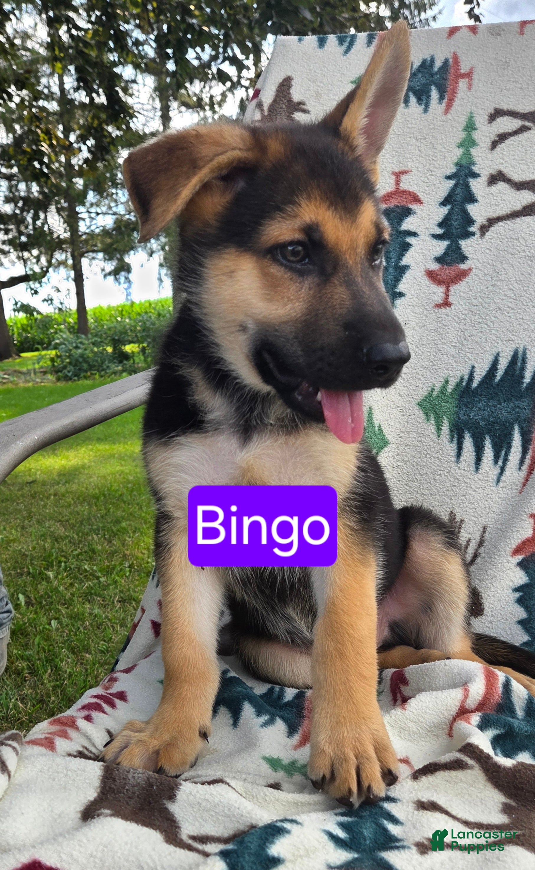 German Shepherd dogs Bingo - Ad 21