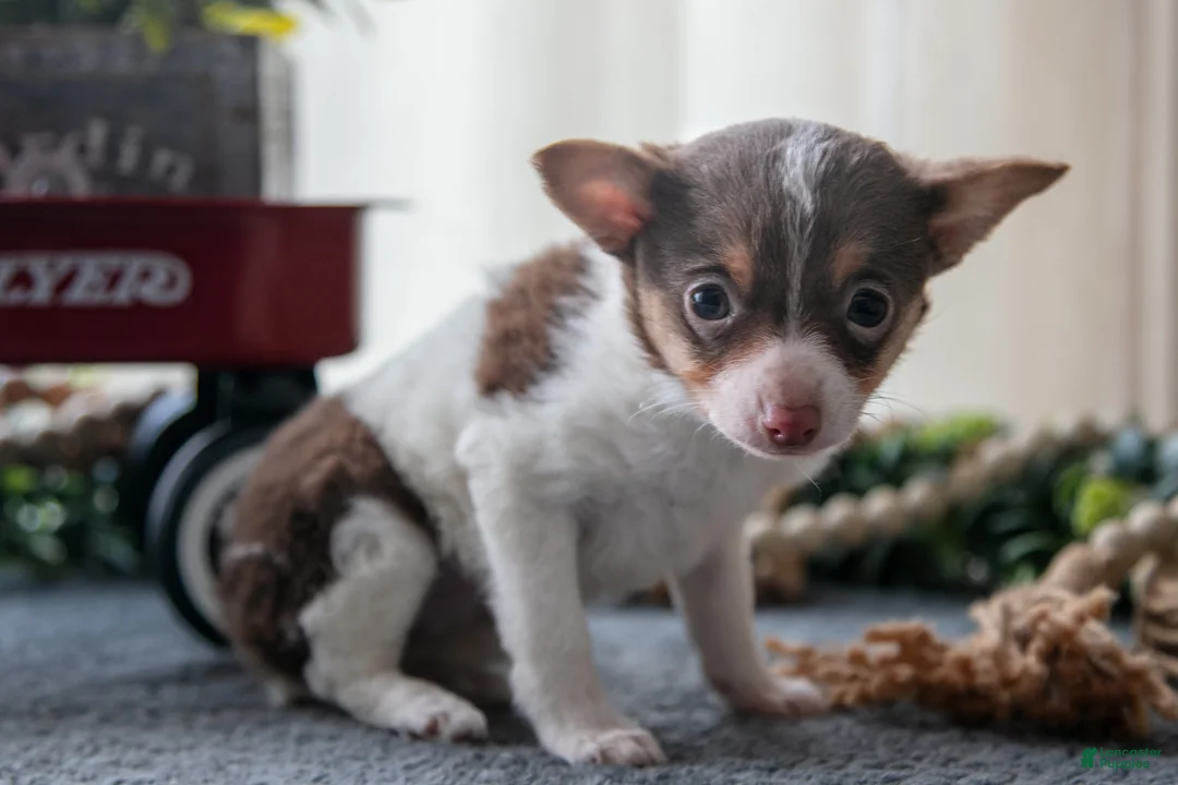 Toy Fox Terrier dogs for sale: Oliver - Ad 3