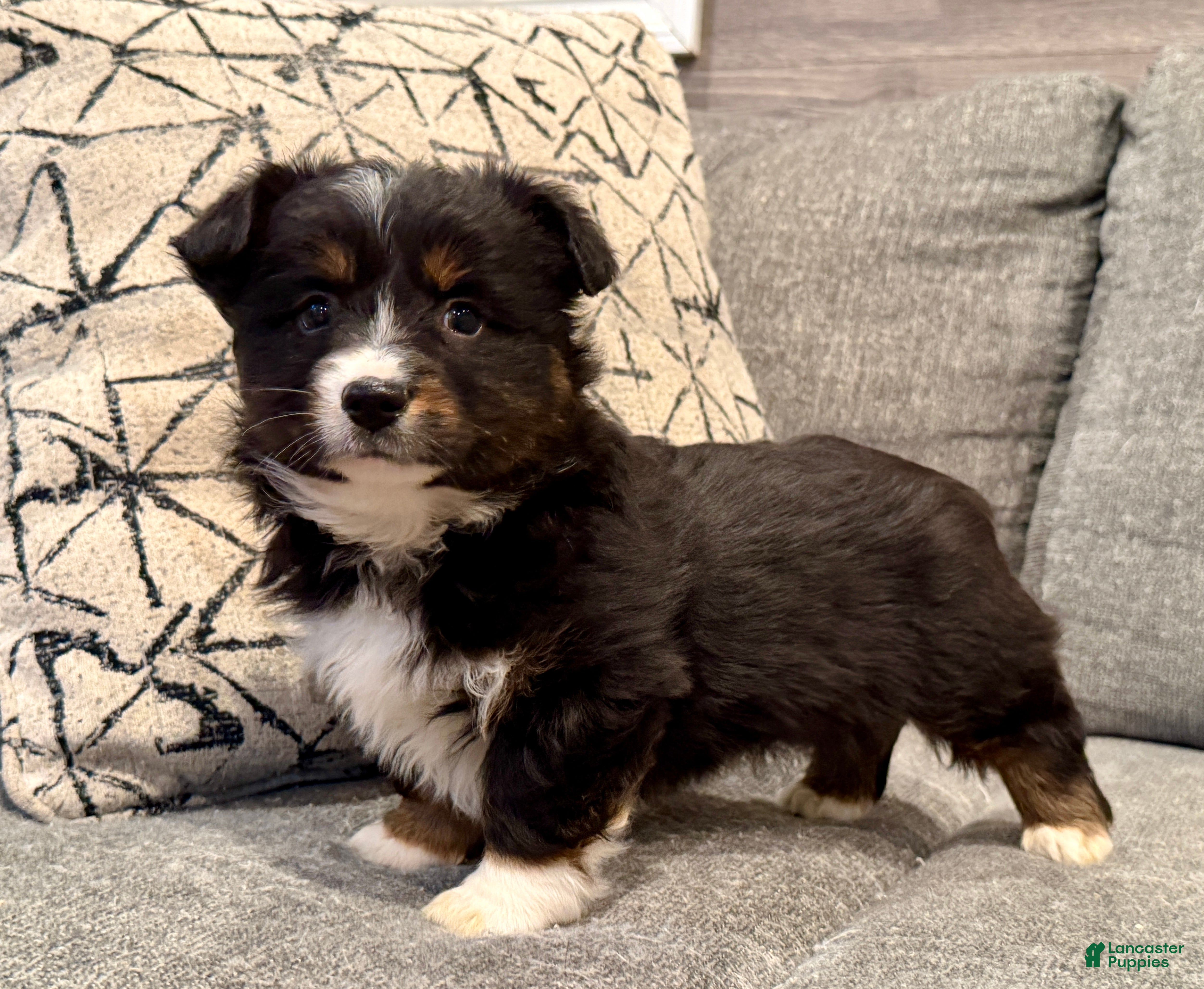 Mixed Breed dogs Woody - Ad 5