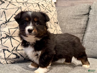 Mixed Breed dogs Woody - Ad 35