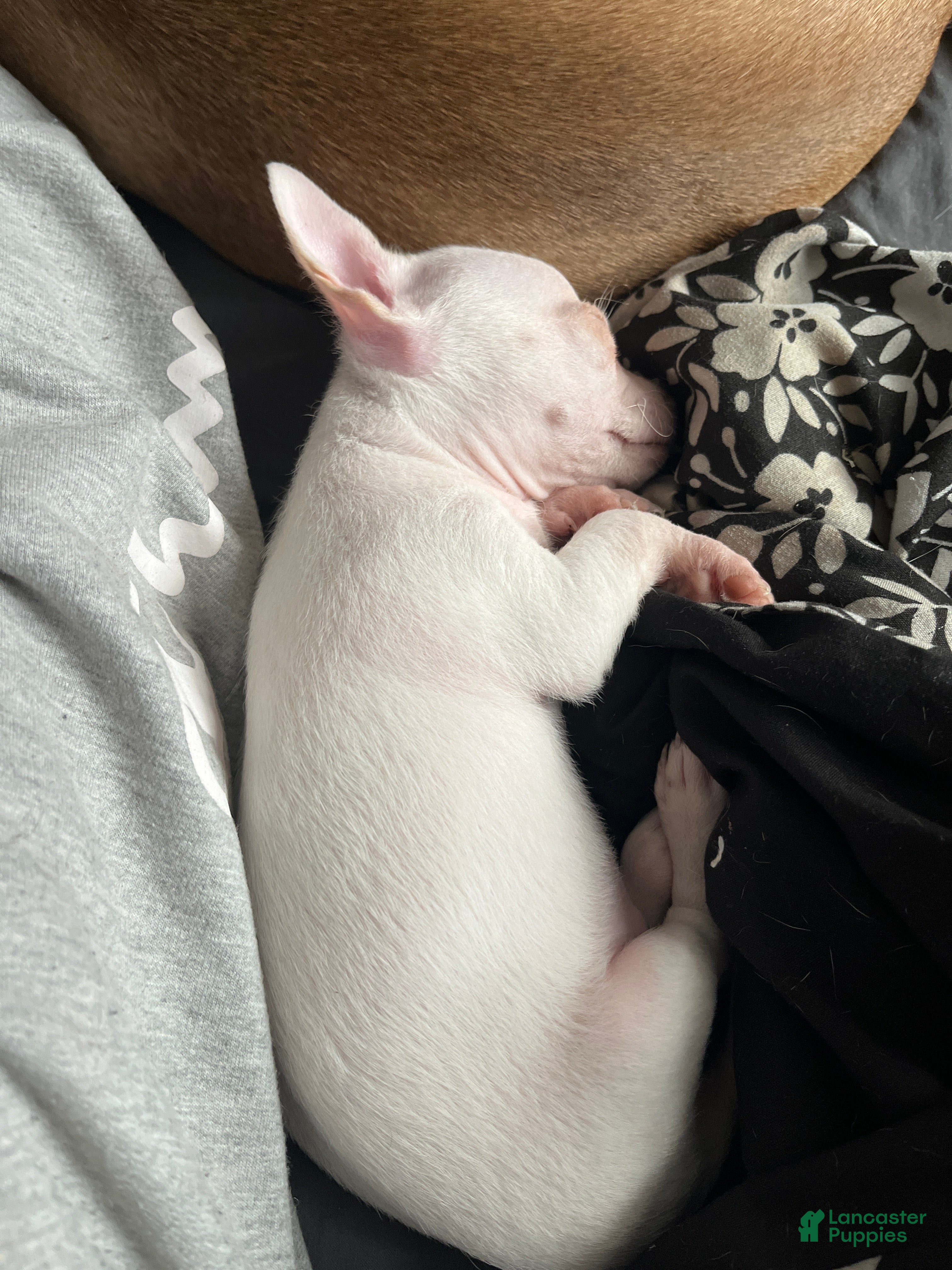 Mixed Breed dogs Mixed Breed Puppy 2 - Ad 1