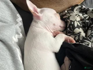 Mixed Breed dogs Mixed Breed Puppy 2 - Ad 1