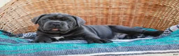 Cane Corso dogs for sale: Bubba (Champion Bloodline) - Ad 7