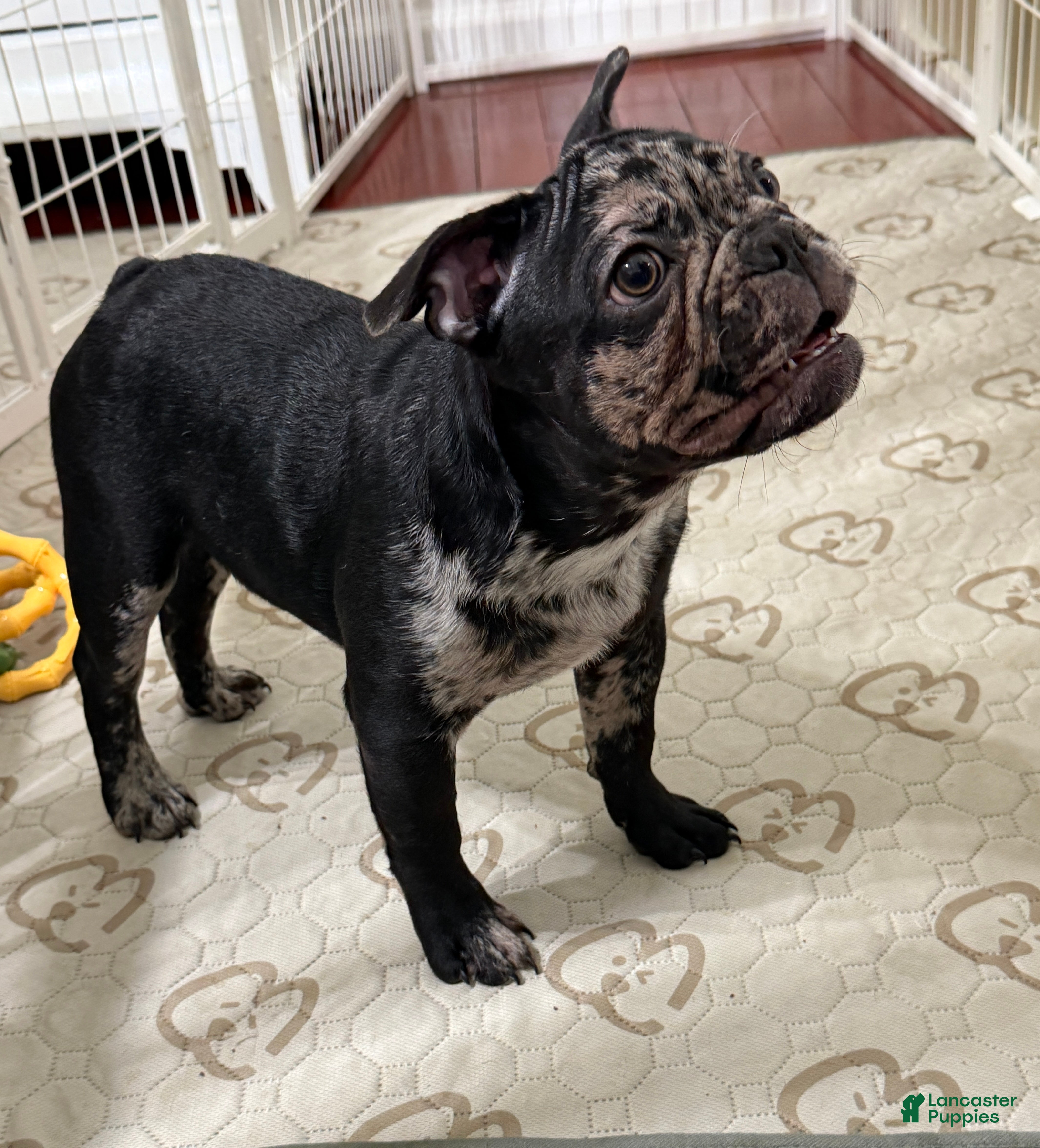 French Bulldog dogs French Bulldog Puppy 2 - Ad 1